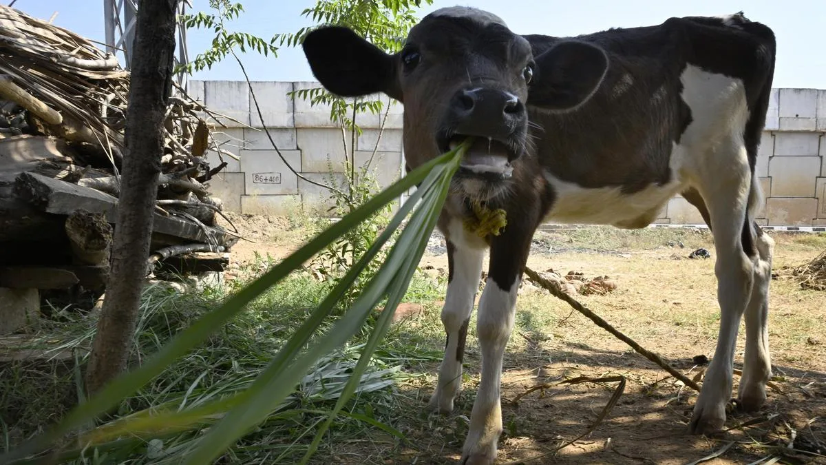 Fodder shortage: Animal Husbandry dept. proposes mini kits for dairy farmers