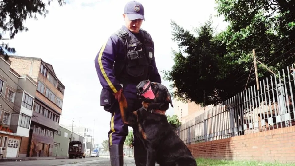 Perros de vigilancia privada tendrían los días contados en Colombia: así sería el retiro y adopción de los animales, según proyecto de ley