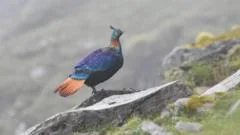 A beautiful Himalayan bird is changing its voice due to human activity, research shows