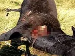 Cows found mutilated and drained of every drop of blood across remote Oregon... and baffled deputy has a chilling theory