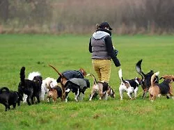 Futter, Tierarzt und Co: Wann Kosten für Hund und Katze steuerlich absetzbar sind