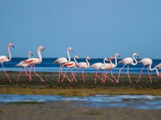 « On peut s’attendre à une durée de vie maximale de 60 ans » : cinq choses à savoir sur les flamants roses