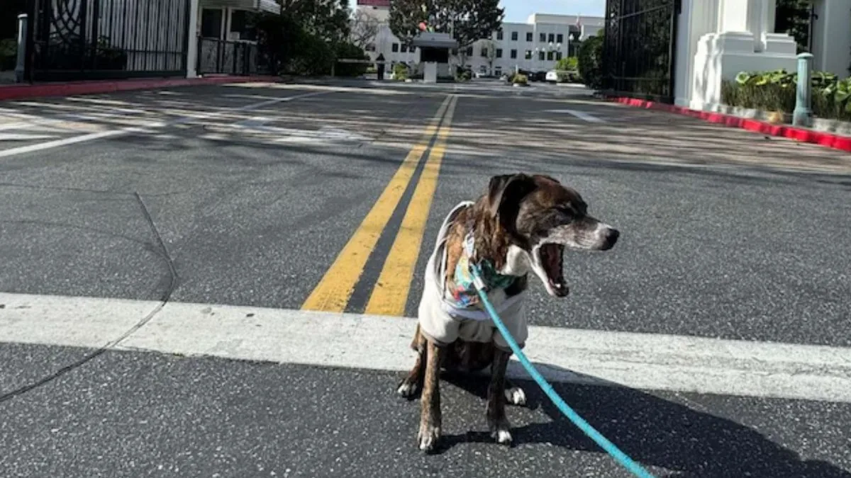 Cachorro desaparecido some sem deixar pistas e passa 43 dias sozinho em uma região de inverno rigoroso, até que uma câmera revela onde ele estava e pode finalmente voltar para o dono