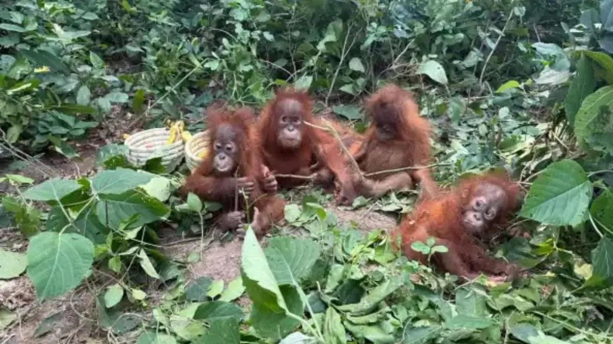 Why an Indonesian team wants to visit Odisha to inspect rescued orangutans
