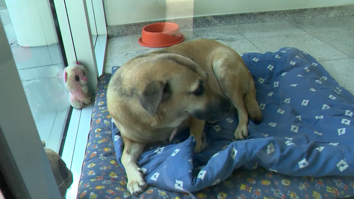 Conheça Briosa, a cachorra que faz ‘rondas’ no Parque Casa do Governador