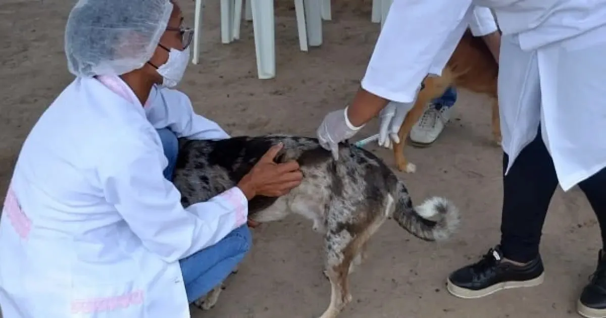 Saúde do DF inicia vacinação antirrábica para cães e gatos