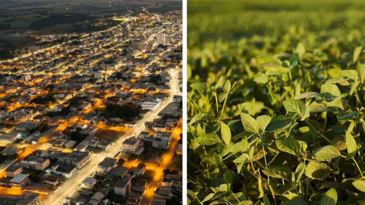 Com soja, milho e trigo em alta, cidade do Meio-Oeste supera crescimento de SC e bate R$ 763 milhões em produção agrícola