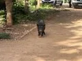 Cómo actuar ante la cada vez mayor presencia de jabalíes en zonas urbanas: no tocarlos e ir a urgencias si hay heridas