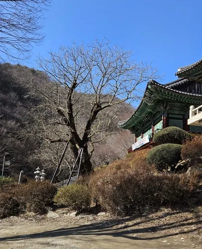 700년 역사 천안 광덕사 호두나무, 후계목 키워 명맥 잇는다