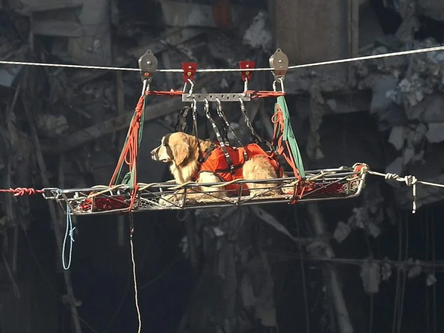 Remembering the search and rescue dogs of Ground Zero