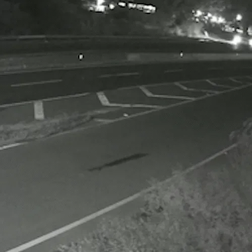 Arquiteta de MS e mais 3 morrem após carro cair em valeta no Paraná
