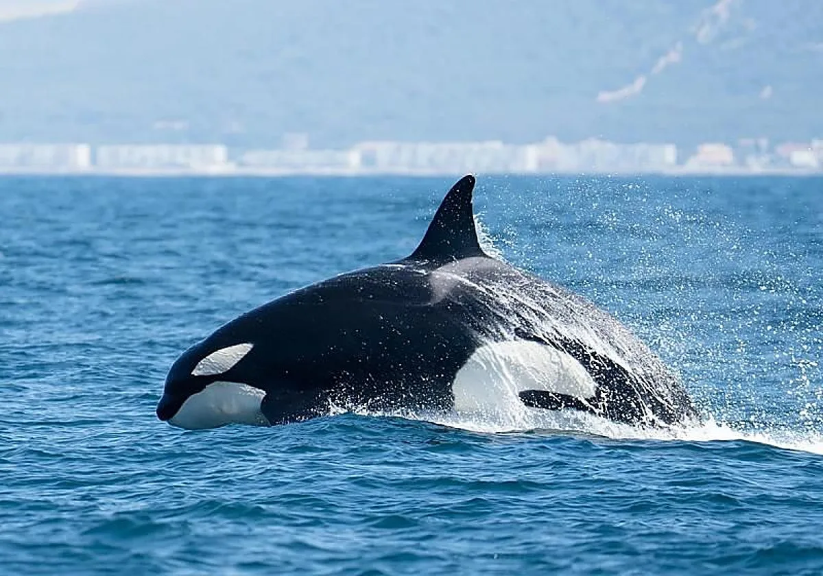 Cuatro orcas embisten una embarcación de recreo en la ría de Pontevedra