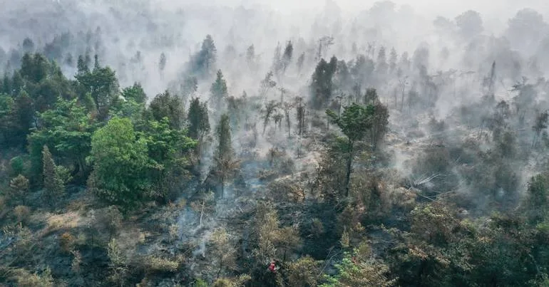 1,9 milhões de hectares de florestas arderam na Indonésia