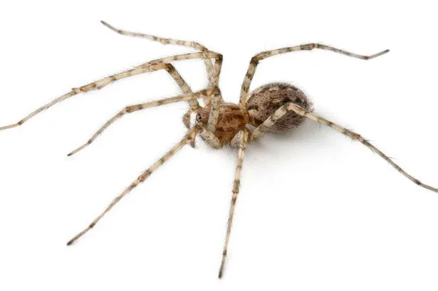 Giant spider you may spot in your home in September and how to get rid