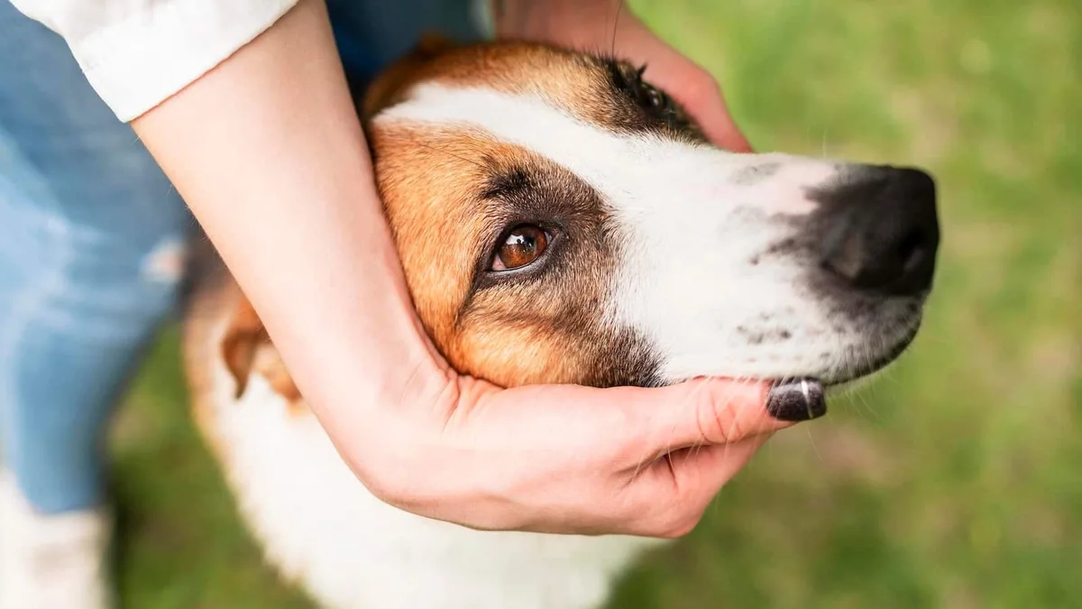 Dia Mundial do Cão: 6 gadgets que podem melhorar a vida do seu patudo (e a sua)