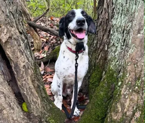 His dog vanished. More than 8 months later, he saw Timber on Facebook.