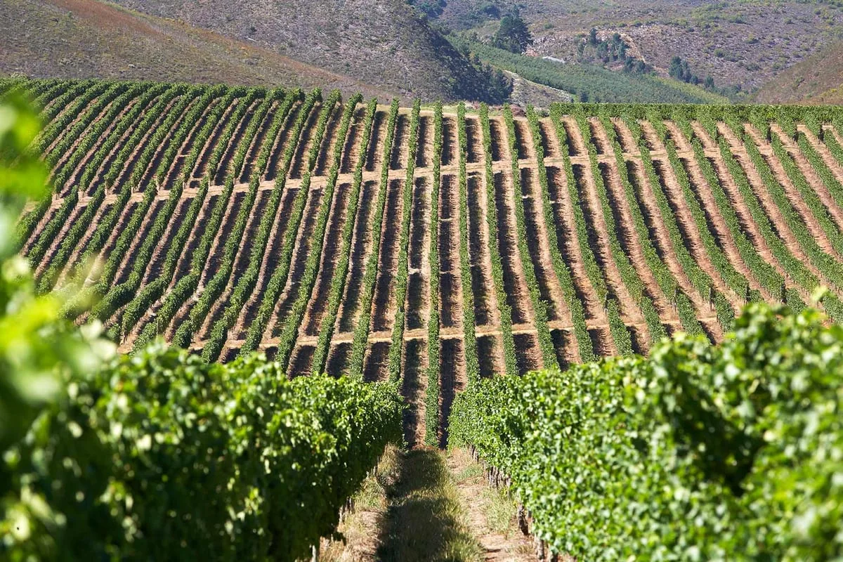 Pinot Noir: The heartbreak grape