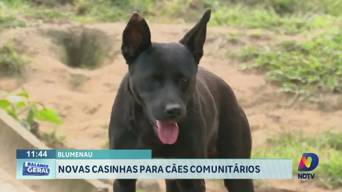 Blumenau: novas casinhas para cães comunitários