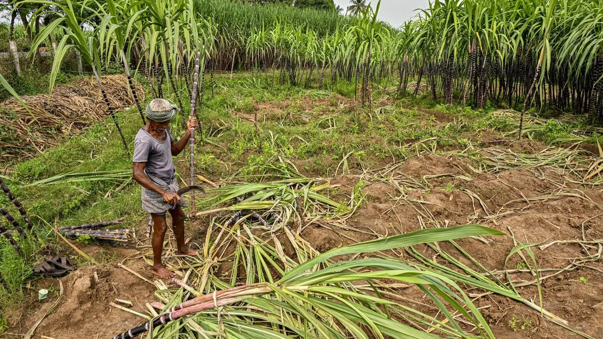 Centre sets up panel to study problems of sugarcane farmers
