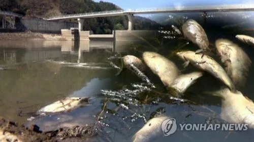 인천 서부간선수로서 물고기 집단 폐사…용존 산소 부족 추정