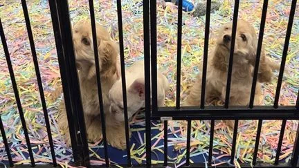 Pourquoi la Fondation 30 millions d'amis réclame-t-elle l'"interdiction ferme et définitive" des salons du chiot et du chaton ?