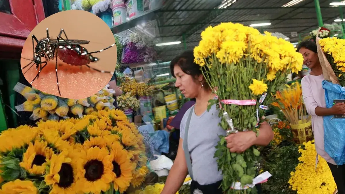¿Flores amarillas por el 21 de septiembre? EsSalud advierte sobre el riesgo de dengue ante El Niño