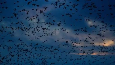 Klimawandel ändert Vogelzug