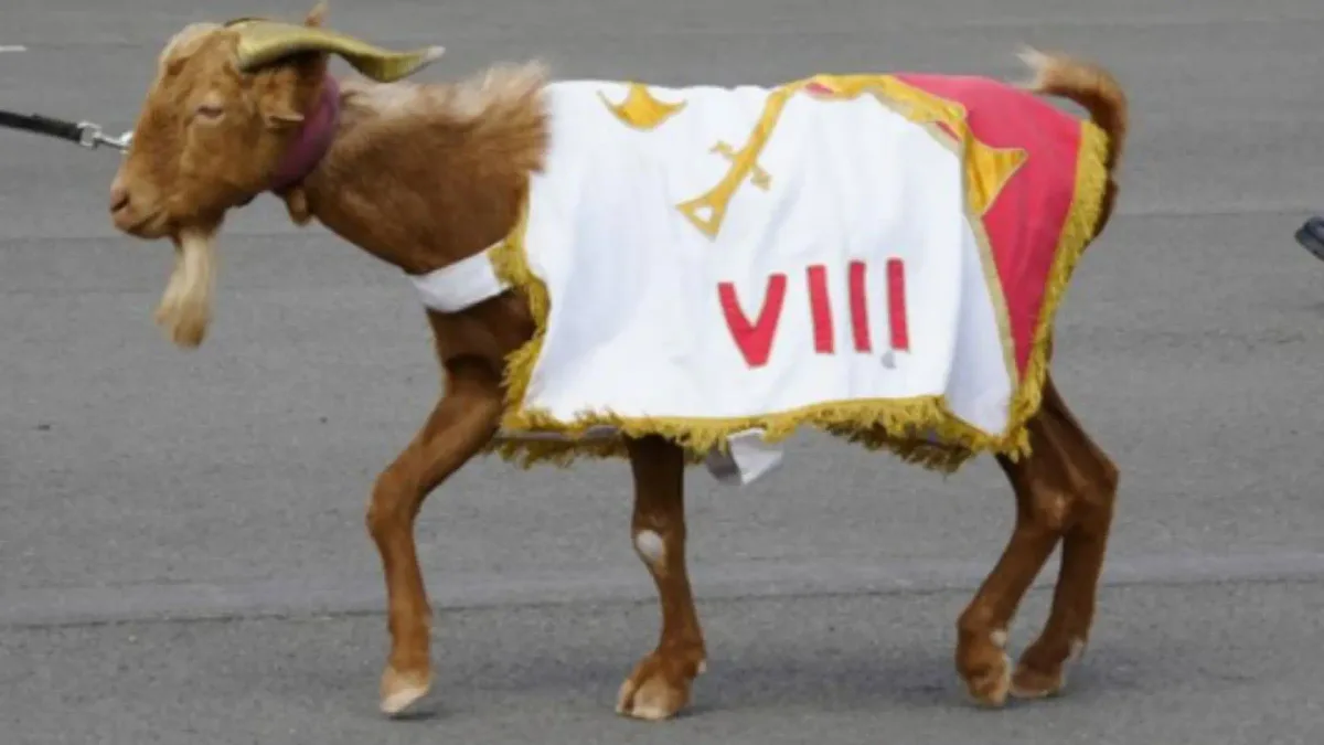 Así es Babieca, la cabra de la Legión del desfile militar del 12 de octubre: con un nombre inspirado en el caballo del Cid