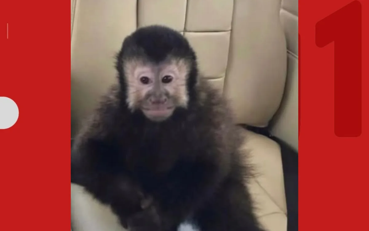 Ex-deputado anuncia morte de macaco-prego que invadiu casas em condomínio em Salvador