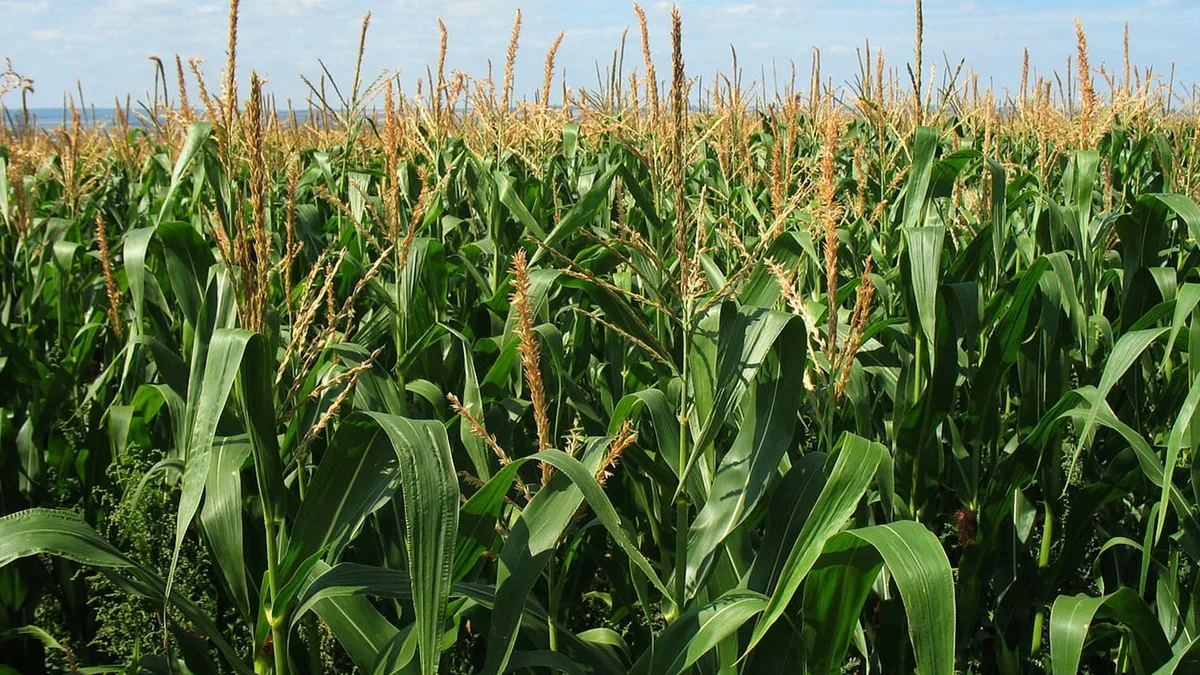 Productores de maíz alertan que hectáreas están en riesgo por sequía