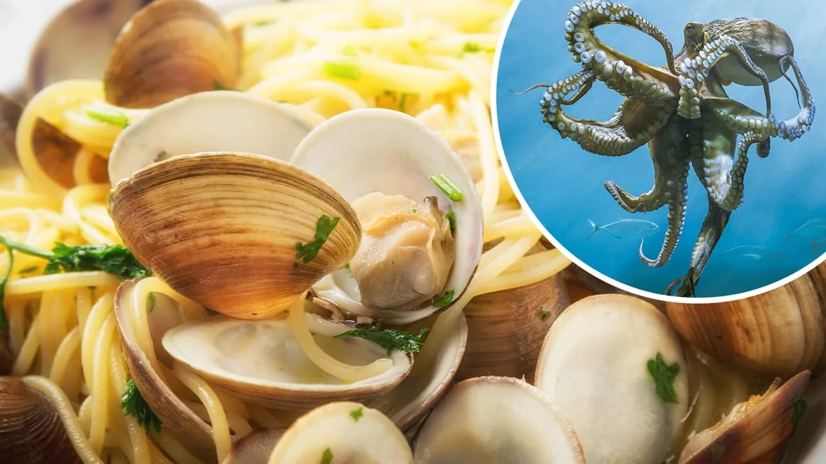 Jagd auf invasive Blaukrabben - Jetzt sollen Kraken die Pasta Vongole retten