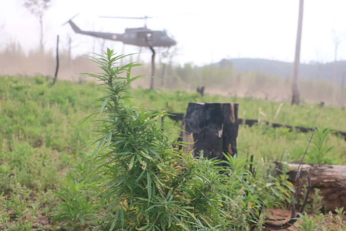 Operação do Paraguai e Brasil mira roças de maconha em áreas de preservação