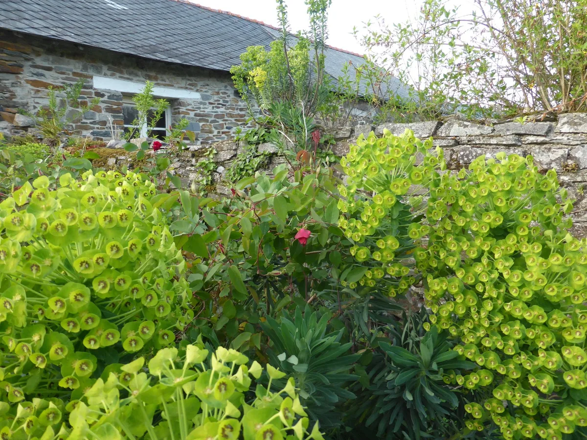 L’euphorbe characias, une belle survivante en cet été cuisant