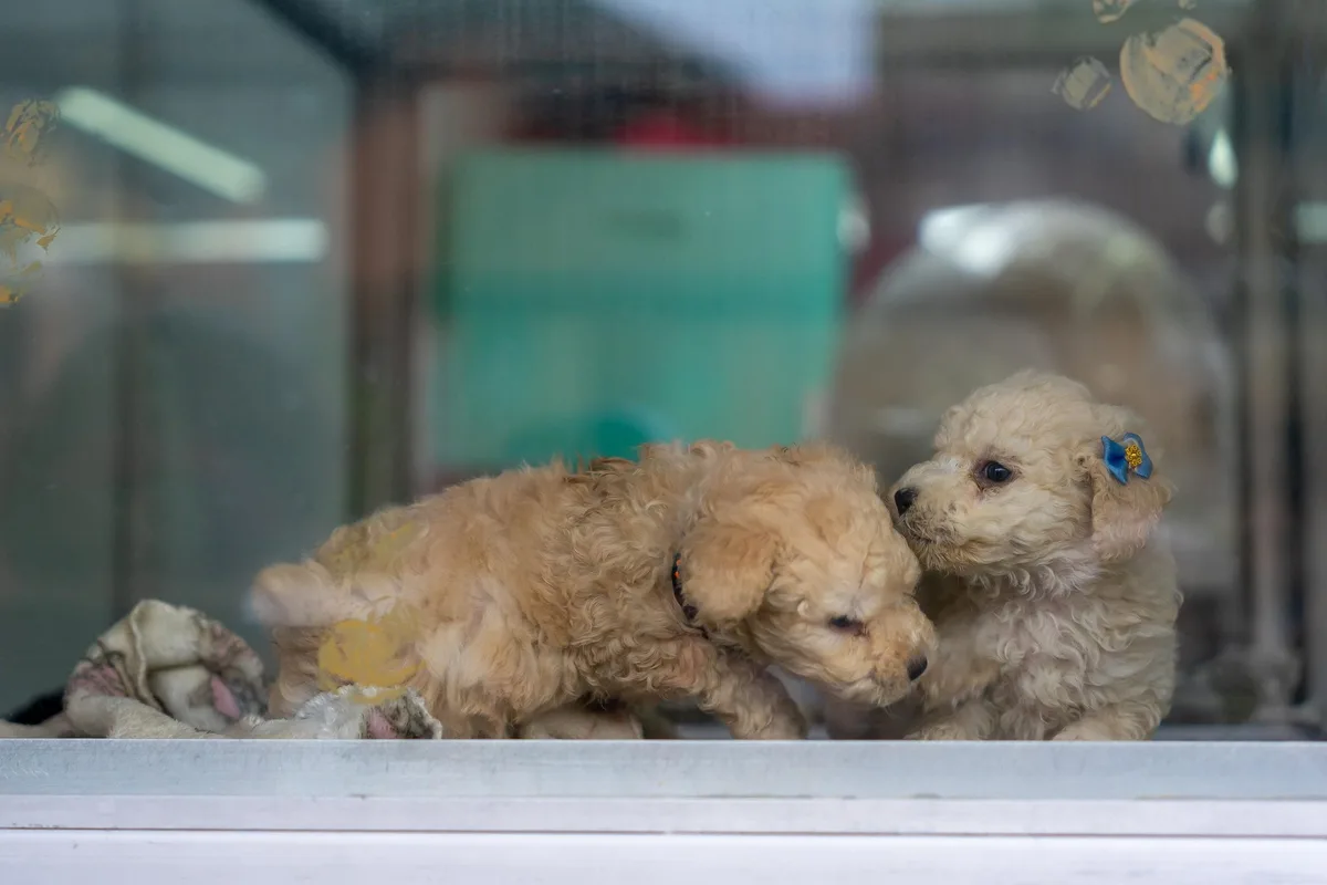 En Colombia estaría prohibido criar y vender animales de compañía: esto dice el proyecto que se debate en el Congreso