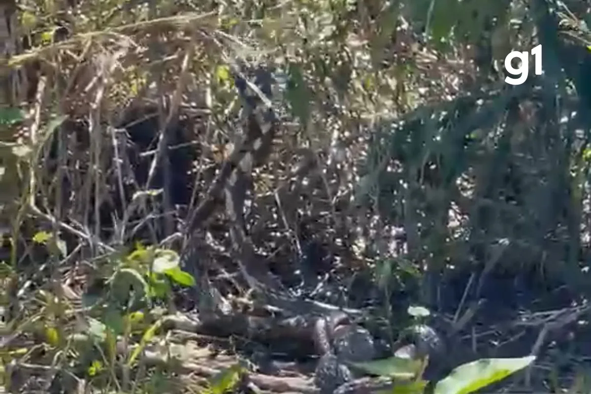 VÍDEO: cobras 'dançam' durante disputa por fêmea e formam 'bolo nupcial' em MT