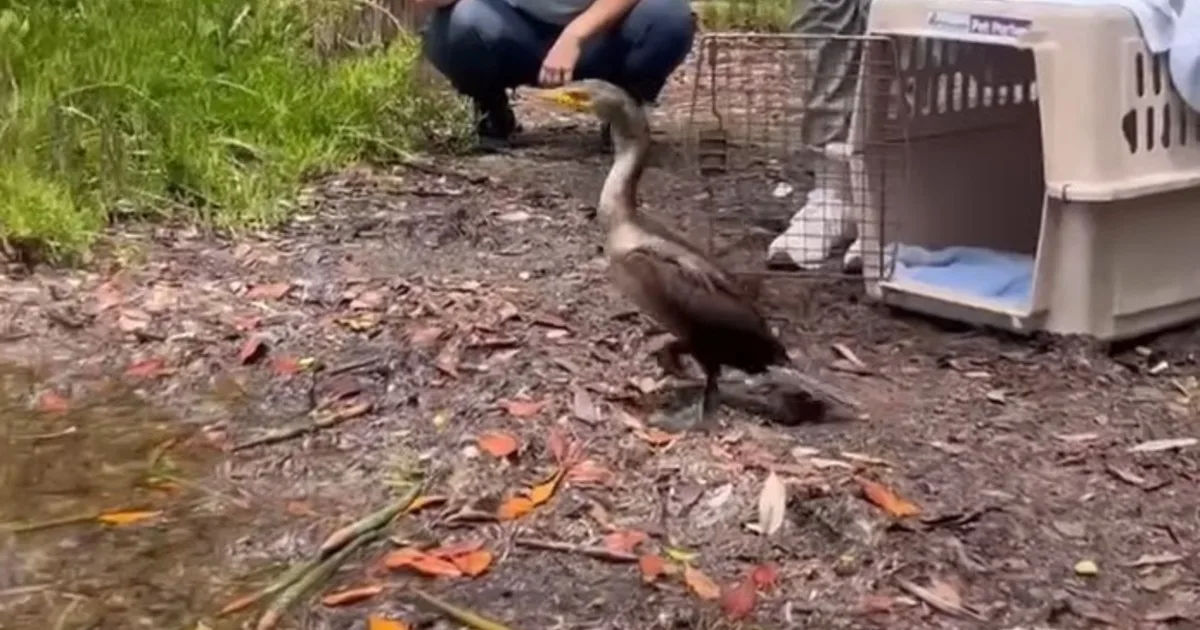 Un cormorán que estaba débil y no podía mantenerse en pie logró volver recuperado a su hábitat natural gracias a una organización: "¡Se encontraba listo para ser liberado tras poco más de una semana bajo nuestro cuidado!"
