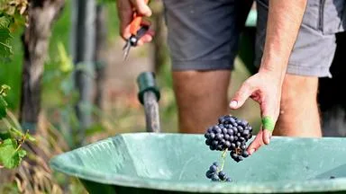 Rekorddürre trifft Österreichs Landwirte