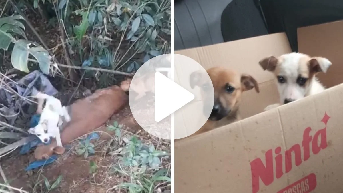 Filhotes de cachorro são encontrados comendo corpo da própria mãe após abandono em área isolada em SC