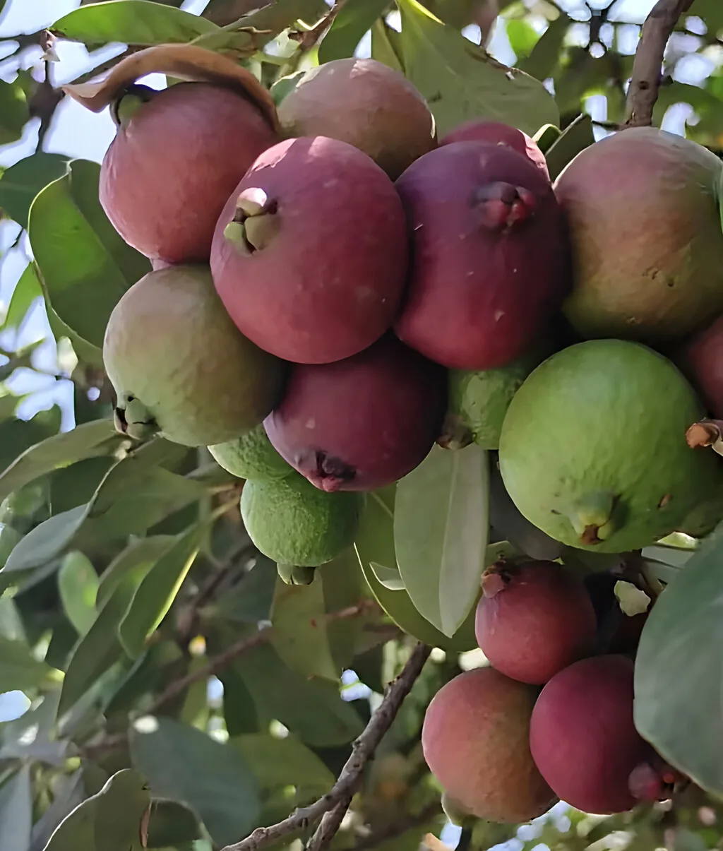 Lo plantaron en 1825 para alimentar a la población: 200 años después, se convirtió en una plaga invasora que combaten con drones e insectos