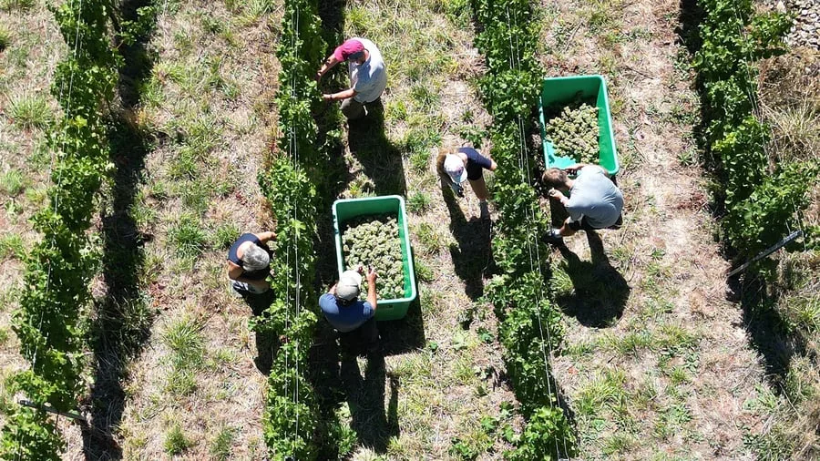 Riesling, Dornfelder und Co: Weinernte unterm Durchschnitt - so niedrig wie 2010?