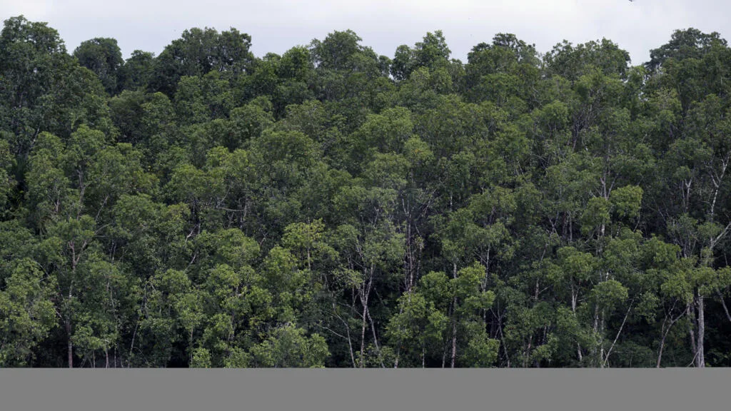 Brésil : la déforestation en Amazonie au plus bas depuis près de 40 ans