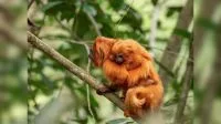 Sítio de Ney Matogrosso já devolveu mais de 10 mil animais à natureza