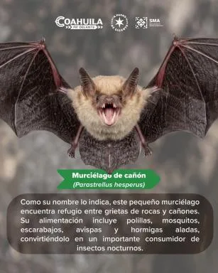 Documentan ocho especies de murciélagos en Maderas del Carmen, Coahuila