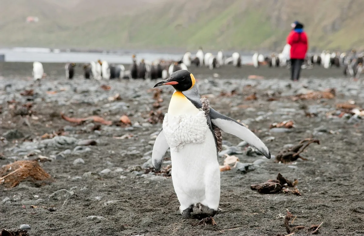 Bird flu could devastate Macquarie Island. Why are we removing the scientists we need to understand it?