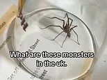 Why your house is a magnet for spiders: Horrified Brits say their homes are crawling with eight-legged critters - here's what's behind the invasion