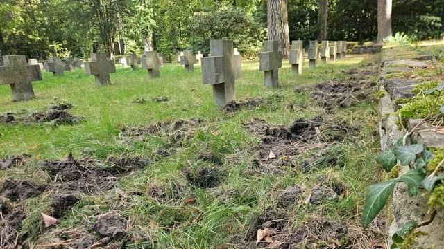 Bedeutende Begräbnisstätte: Friedhofschef kritisiert: Zu wenig Zeit für Wildschweinjagd