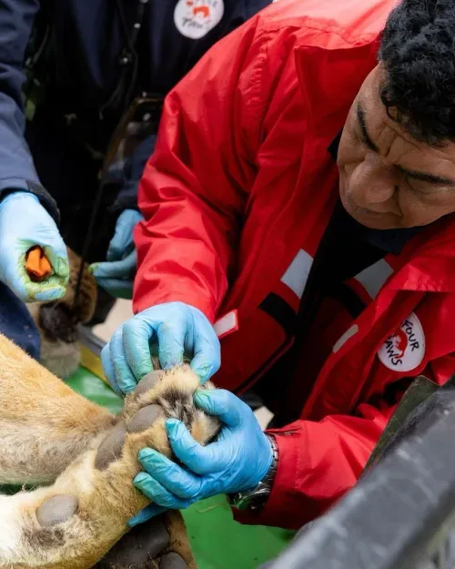 The Final Flight: Rescuing big cats from Zoo Lujan to South African sanctuary