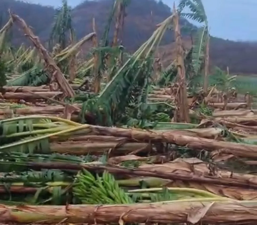 Tempestade provoca destelhamento e queda de árvores em Baixo Guandu