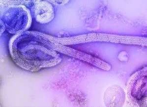 OMS: Surto de Ebola no Congo está a caminho de superar o mais mortal da história
