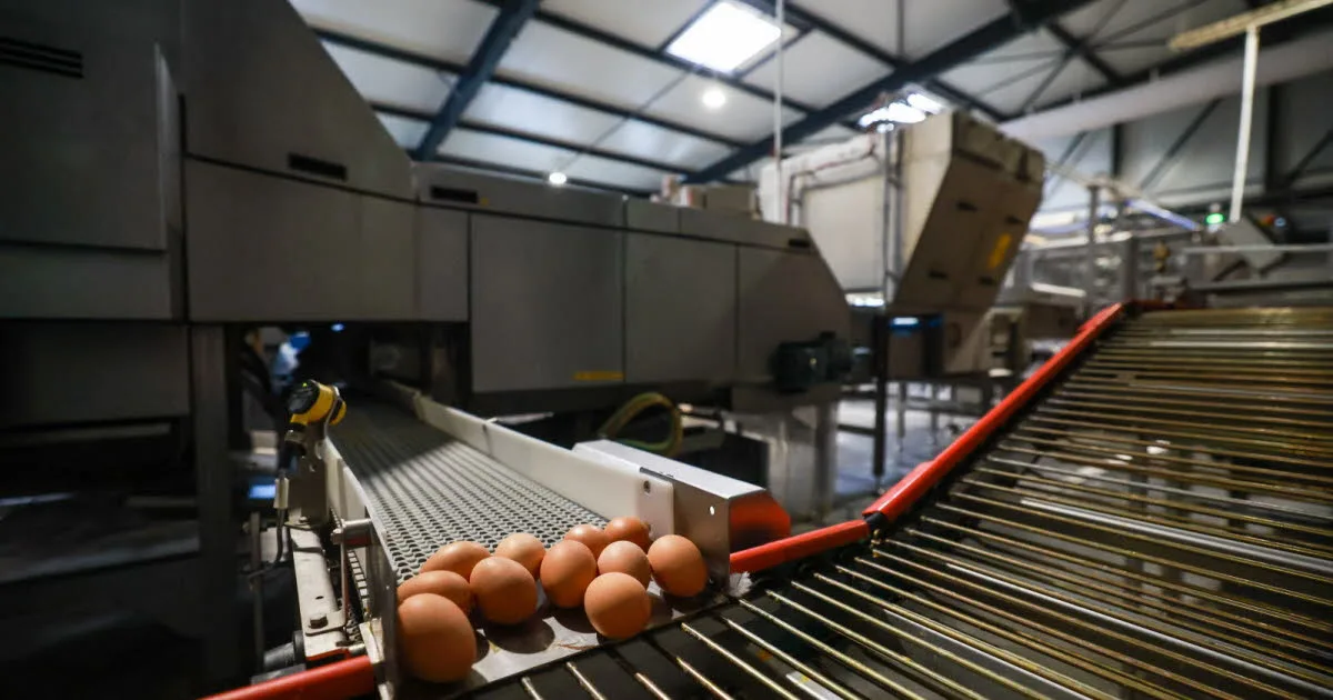 Doubs. Employée chez un producteur d’œufs, elle décède sur le tapis d'un convoyeur